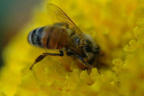 Bees killed by mobile phones